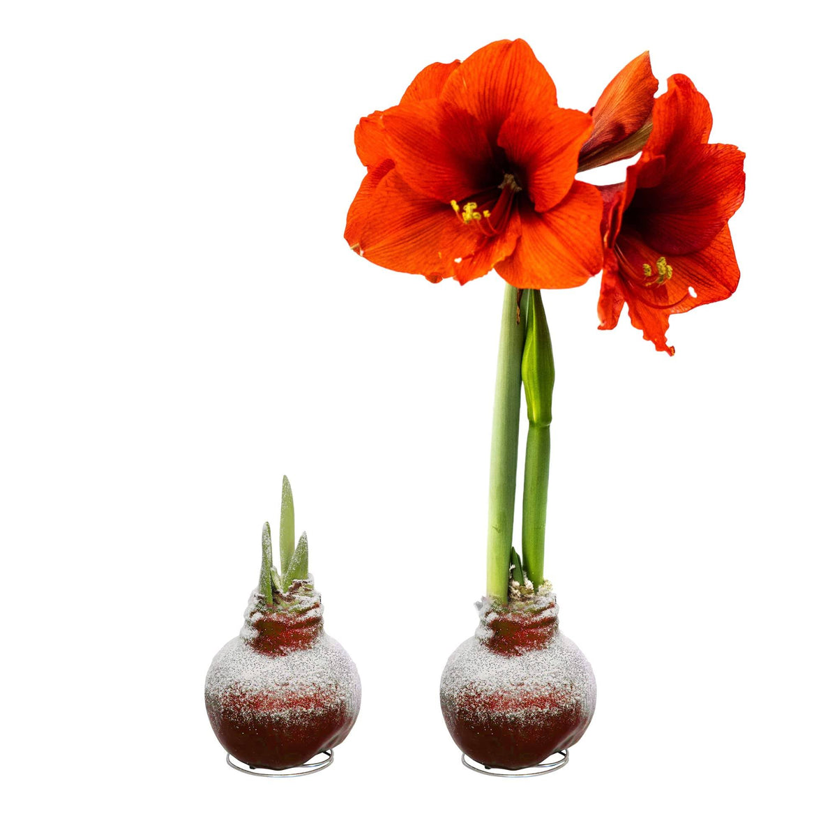 Snow Flecked Waxed Amaryllis Bulb - Red (2 Plants per Pack), Easy Care - Product image 1