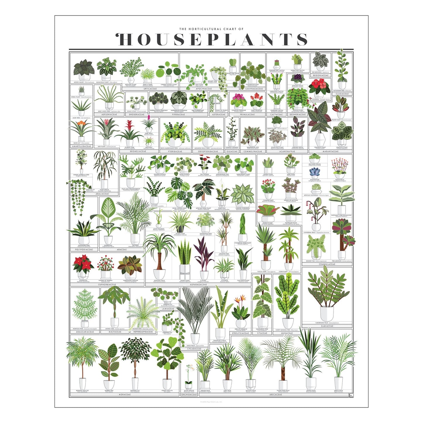 Pop Chart - Horticultural Chart of Houseplants - 16" x 20" Wall Art - Botanical Poster - Product image 1