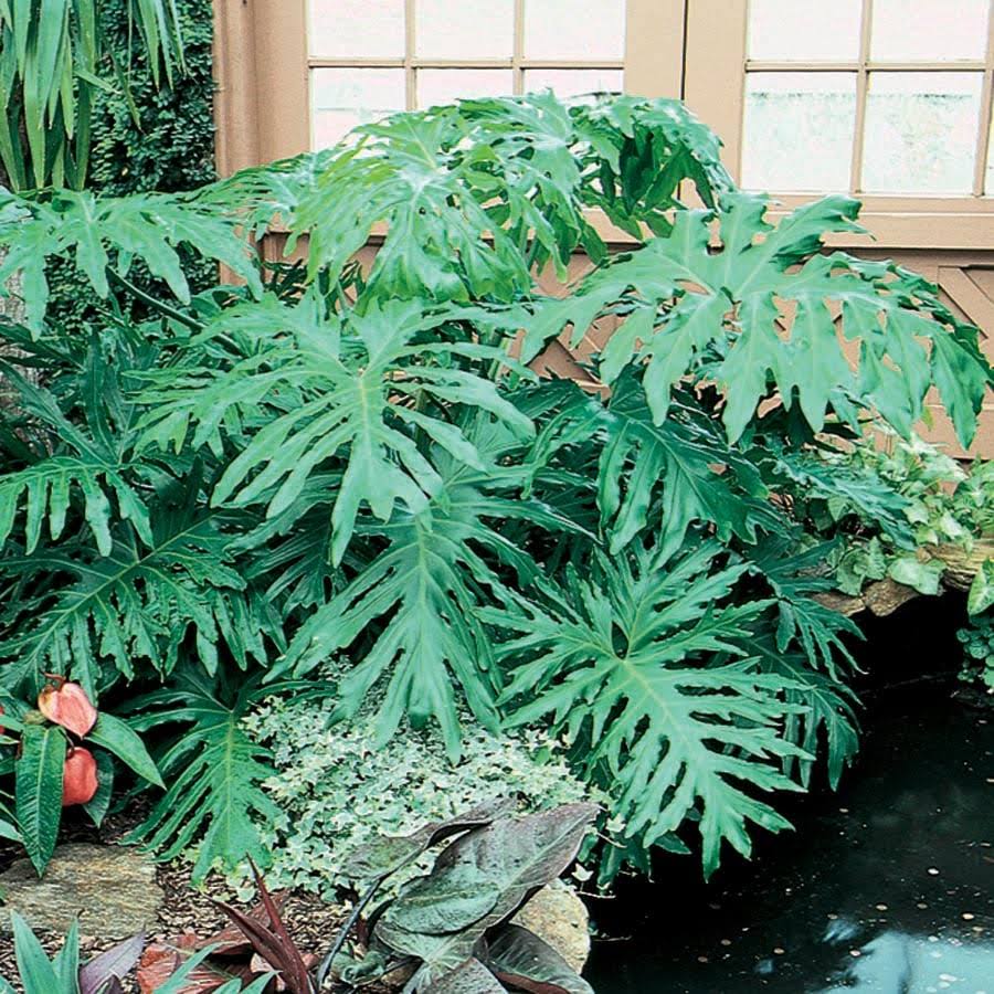 Lowe's Philodendron House Plant in 1.72-Gallon (S) Pot - Nursery - Product image 1